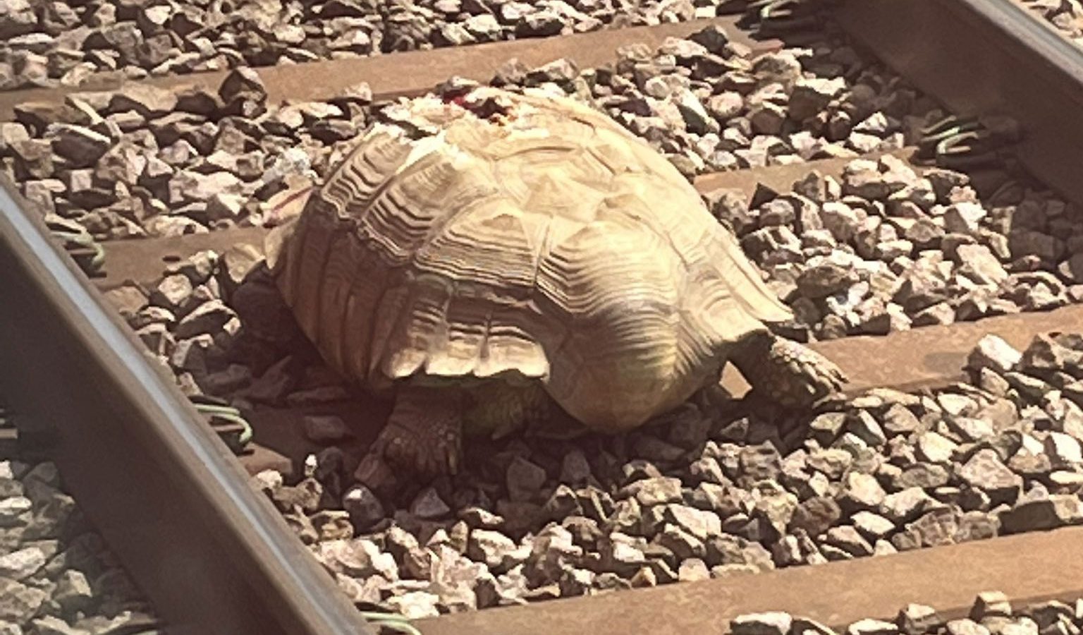 تعطل حركة القطارات في إنكلترا لساعات طويلة.. والسبب سلحفاة