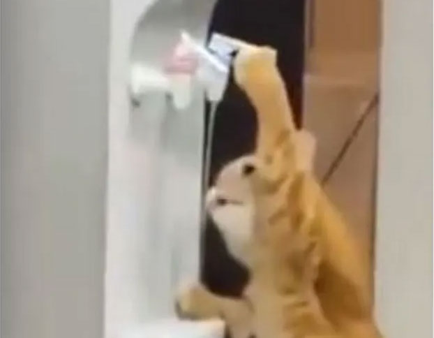 شاهد/ فيديو لقطة تتصرف مثل البشر يحصد ملايين المشاهدات شاهد/ فيديو لقطة تتصرف مثل البشر يحصد ملايين المشاهدات