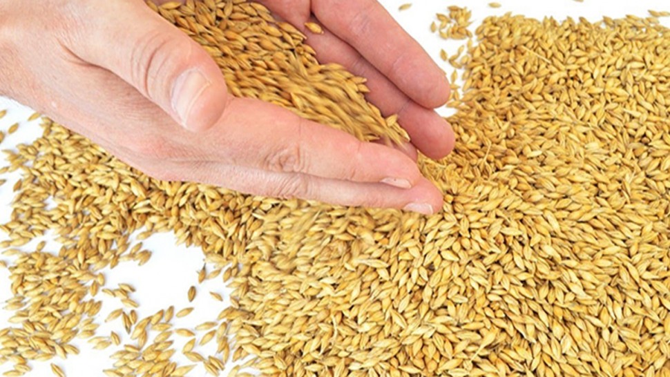 سليانة/ تلاعب ومُضاربة بكميات من الشعير المُدعم