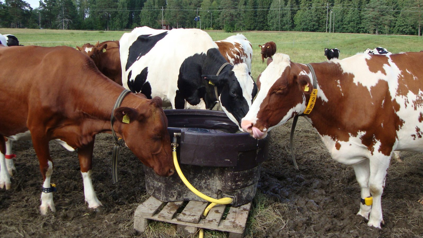 الإشتباه في انتشار مرض اللسان الأزرق بين الأبقار في هذه الولاية