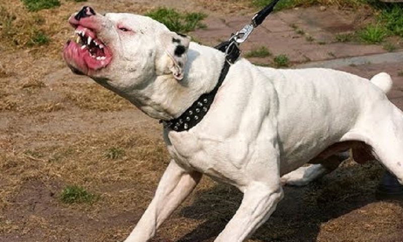 الكرم/ كلب “بيتبول” يهاجم صاحبته فيدميها