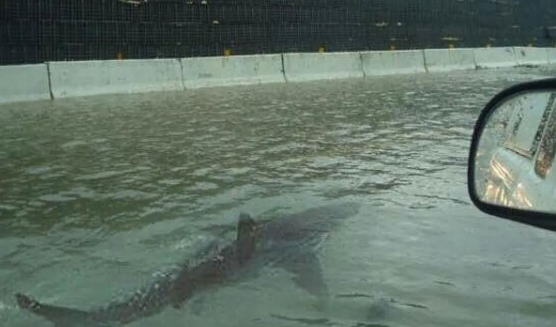 شاهد الفيديو/ قرش يسبح في شوارع فلوريدا
