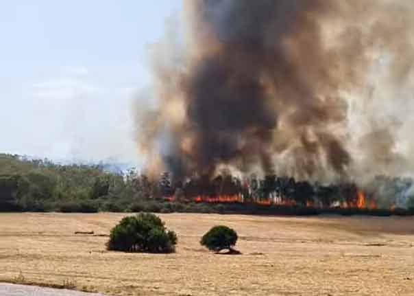 بالفيديو/ اندلاع حرائق في غابات سجنان