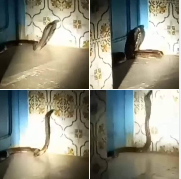 المتلوي/ طفل الـ 13 وجها لوجه مع أفعى الكوبرا!