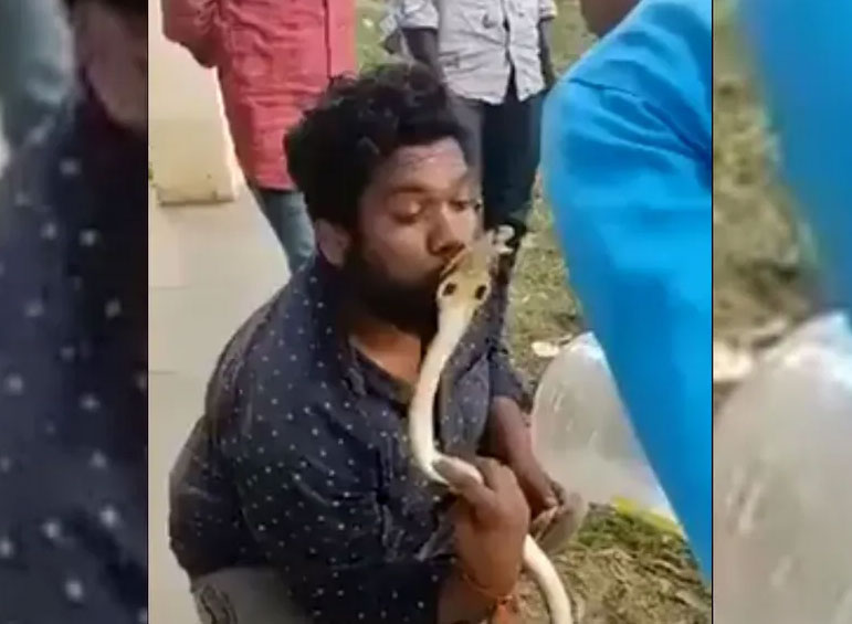 شاهد الفيديو/ حاول تقبيل كوبرا سامة.. فدفع ثمن تهوره