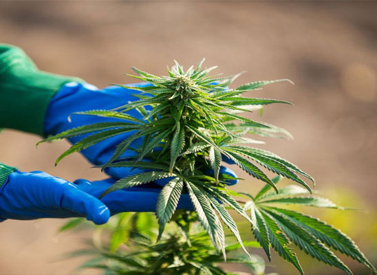 المغرب يصدر رخصاً لإنتاج وتصدير “الزطلة”