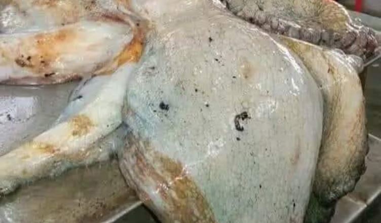 شاهد/ قرنيطة عملاقة في شباك صيادين بقرقنة