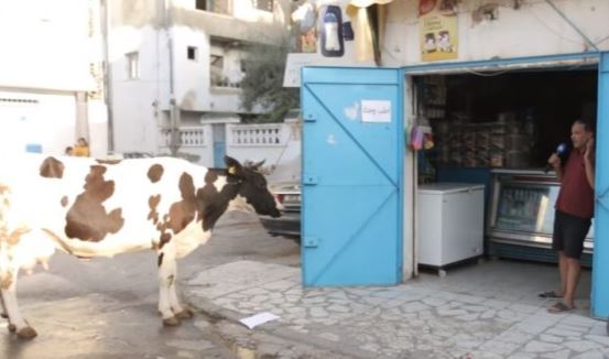 ربط بقرة أمام محله/ عطّار لحرفائه: إحلب وحدك