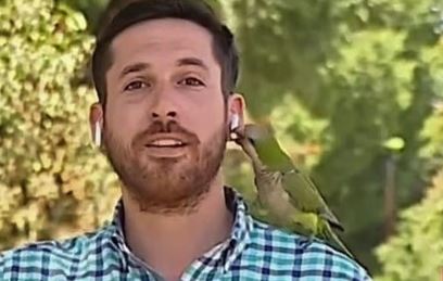 شاهد/ ببغاء يسرق سماعة أذن صحفي بينما كان يتحدث عن السرقة