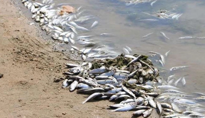 طبرقة/ أسماك نافقة وأخرى حيّة تحمل تشوهات