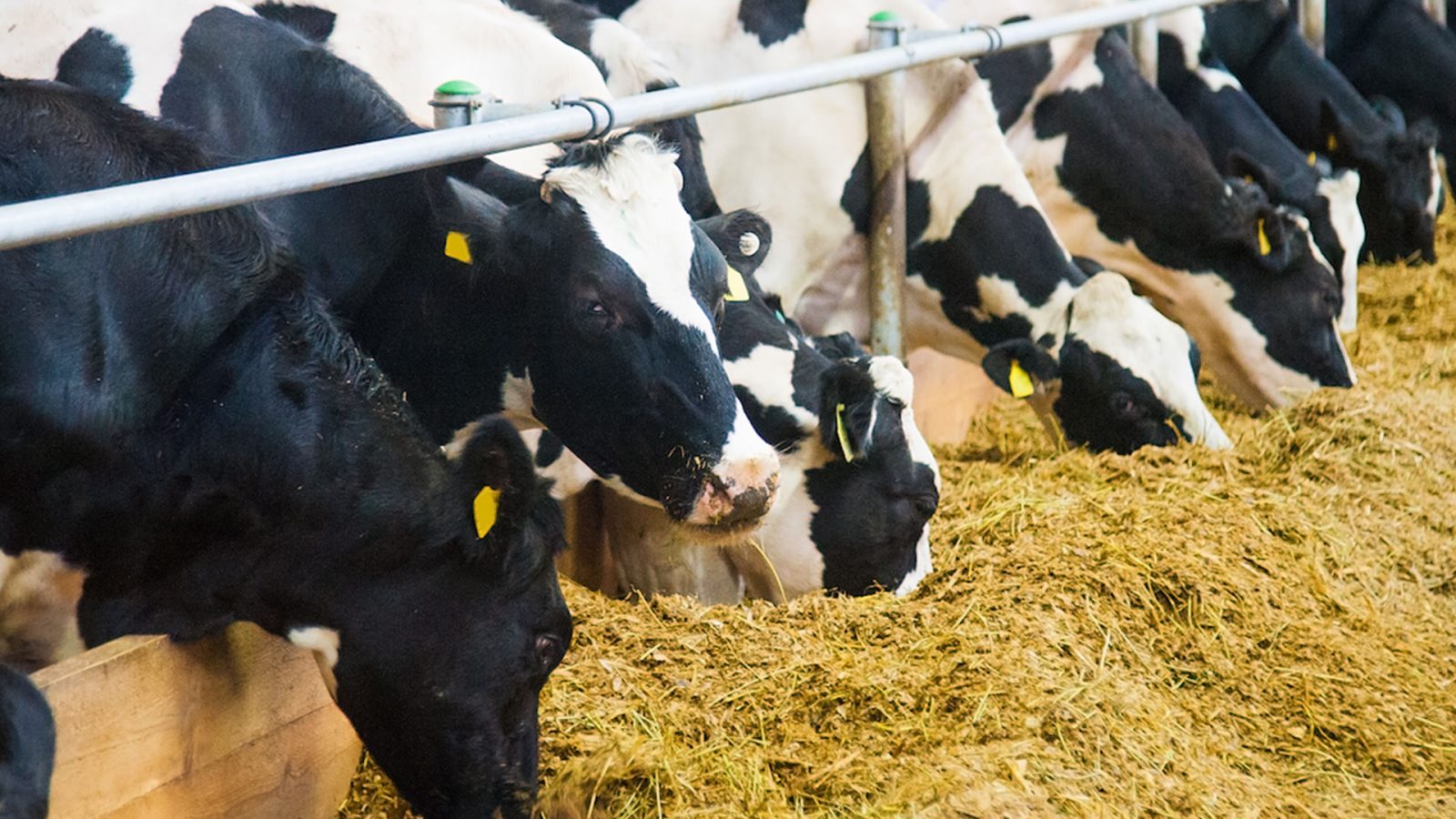 اتّحاد الفلاحين: أزمة الأعلاف عواقبها وخيمة‎‎