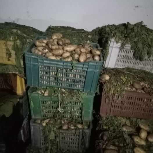 نابل/ حجز 3 أطنان من البطاطا بمستودع عشوائي