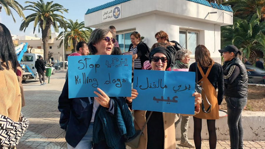 نابل/ وقفة احتجاجية تنديدا بقنص الكلاب السائبة