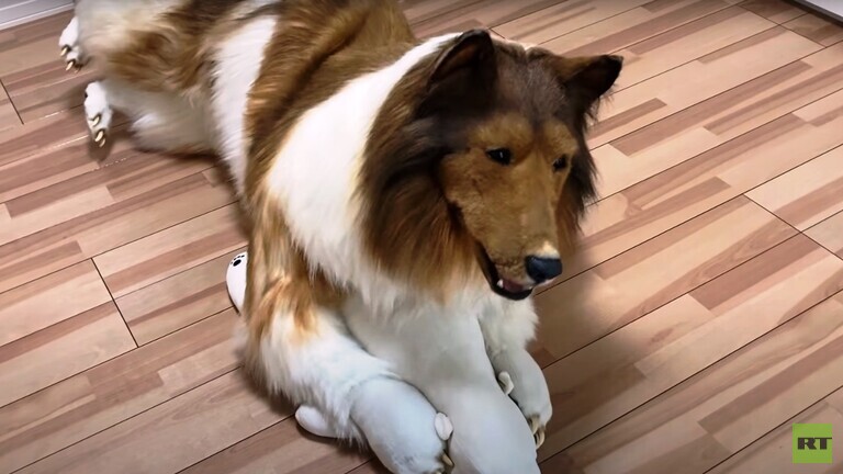 فيديو/ ياباني يحقق حلمه ويصبح كلبا