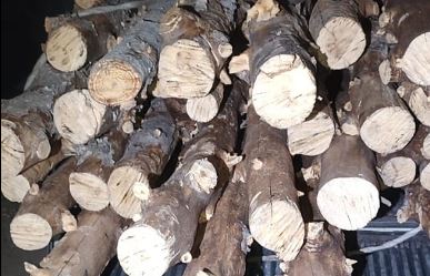 قطعا أشجار الشعانبي/ الاحتفاظ بشخصين في القصرين