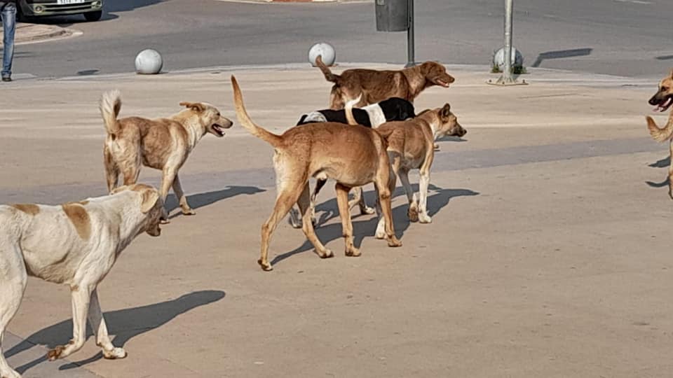 حادثة مأساوية تودي بحياة طبيبة مصرية