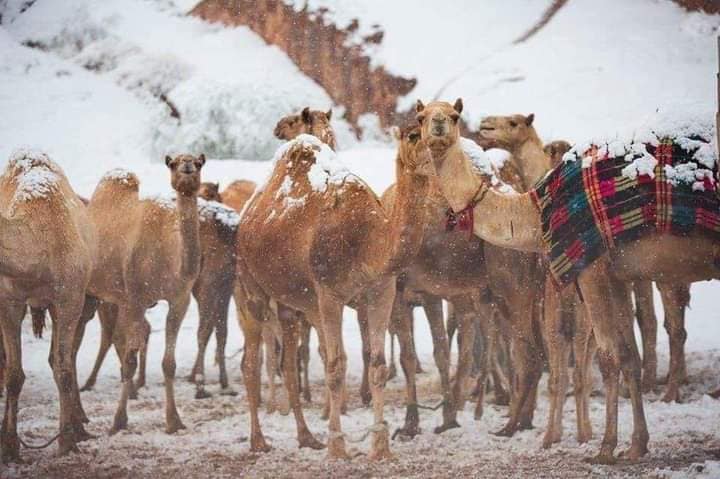 شاهد/ الثلوج تغطّي جبل اللوز في السعودية