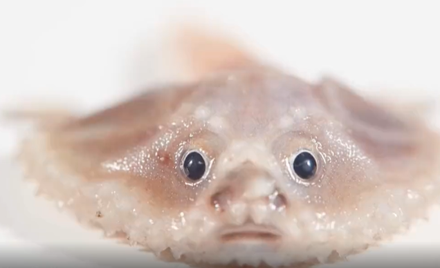 شاهد/ علماء يكتشفون كائنات بحرية نادرة