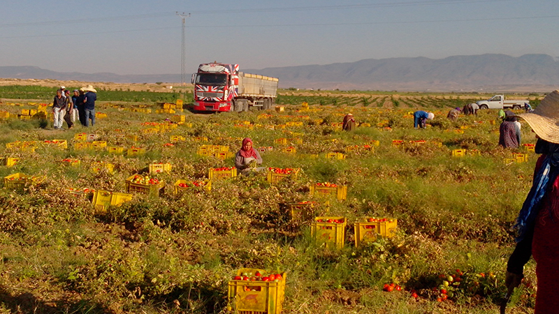 نابل/ المساحات المخصصة لزراعة الطماطم تراجعت للنصف