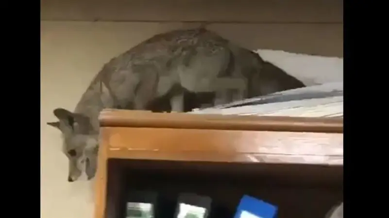 بالفيديو/ ثعلب يقتحم وزارة