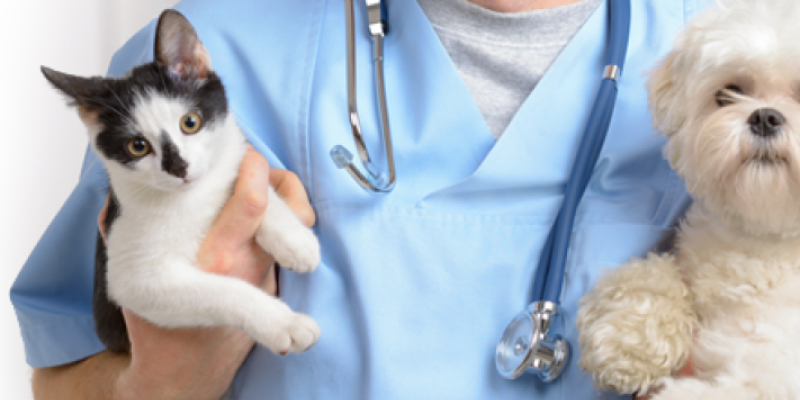 الاطباء البياطرة