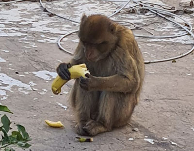 القبض على القرد السائب وإيواؤه بحديقة البلفيدير