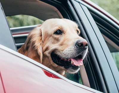 حادثة هي الأغرب/ كلب يطلق النار على صاحبه ويرديه قتيلا