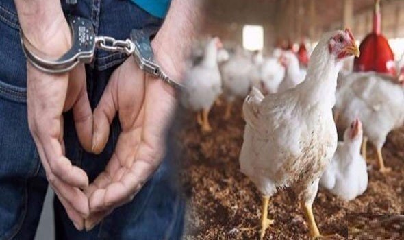 نابل/ الإطاحة بلصوص الدّجاج