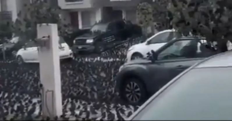 آلاف الطيور في شوارع المكسيك