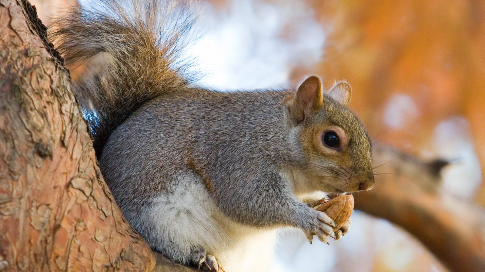 السناجب بدل الكلاب للكشف عن المخدرات السناجب بدل الكلاب للكشف عن المخدرات