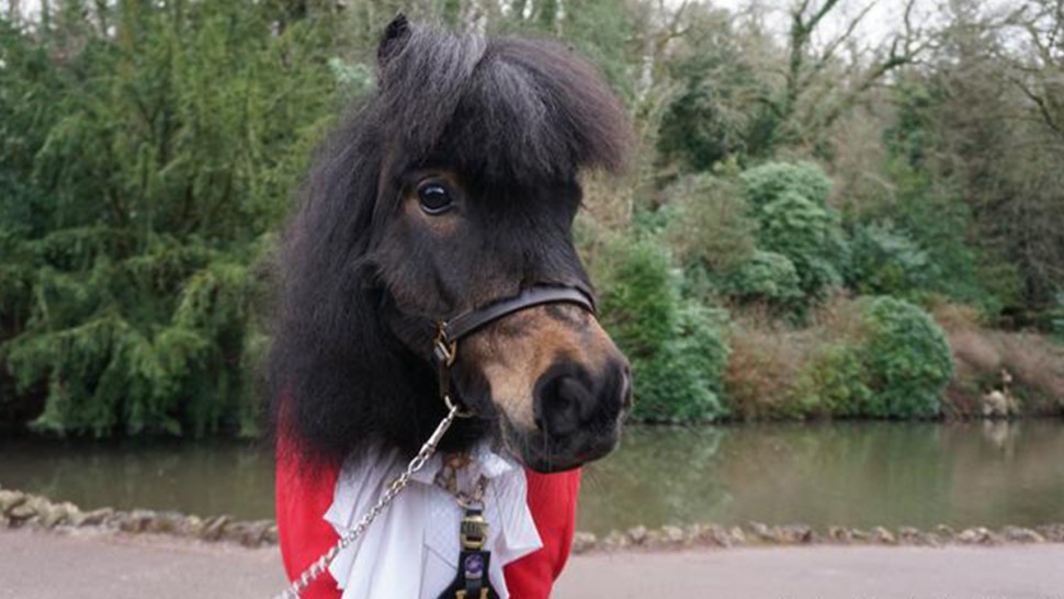 انتخاب حصان عمدة لقرية انجليزية وهذه مهامه !! انتخاب حصان عمدة لقرية انجليزية وهذه مهامه !!