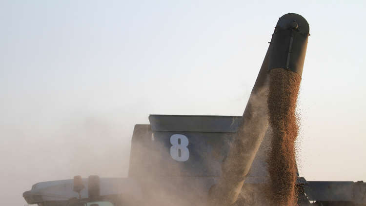 زراعة الأرز مصر