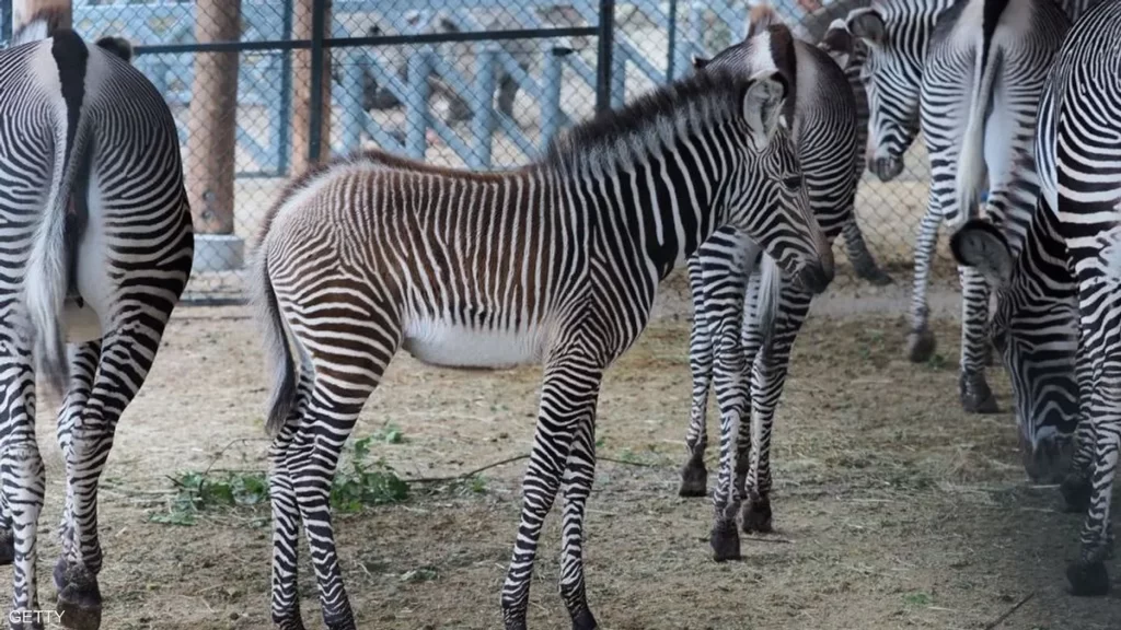 حمار وحشي