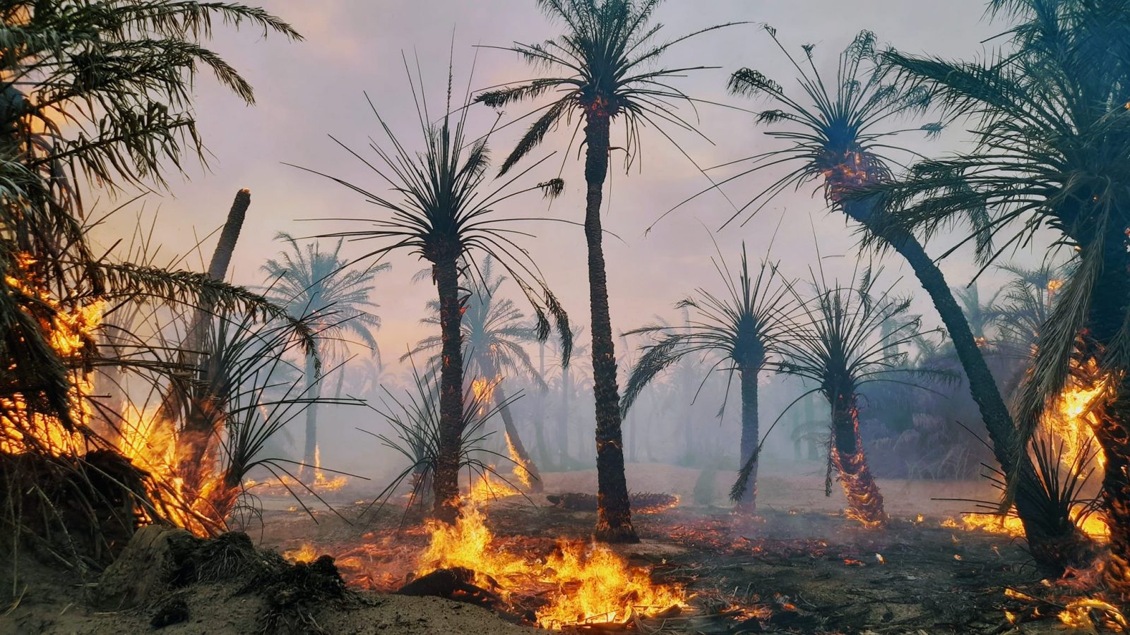 قابس: السيطرة على حريق بغابة نخيل