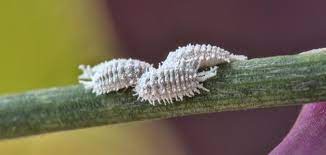 حشرة قرمزية