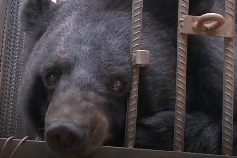 بعد تربية كلب عامين/عائلة تكتشف انه دب