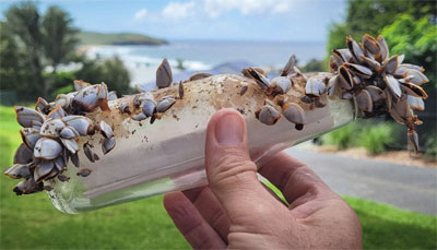 هذا محتواها/ رسالة في زجاجة تقطع 300 كيلومتر