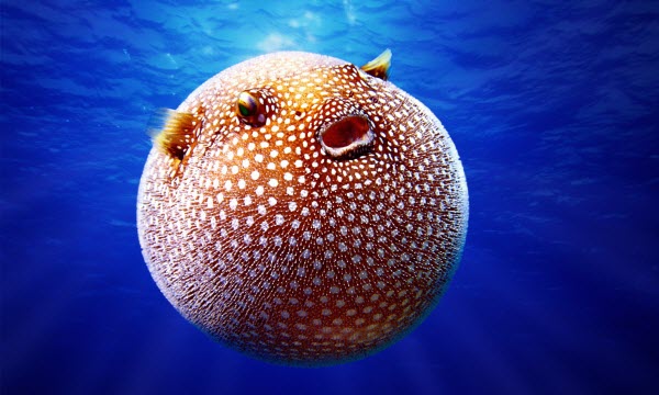 شاهد/ سمكة تعتمد تقنية فريدة للدفاع عن نفسها