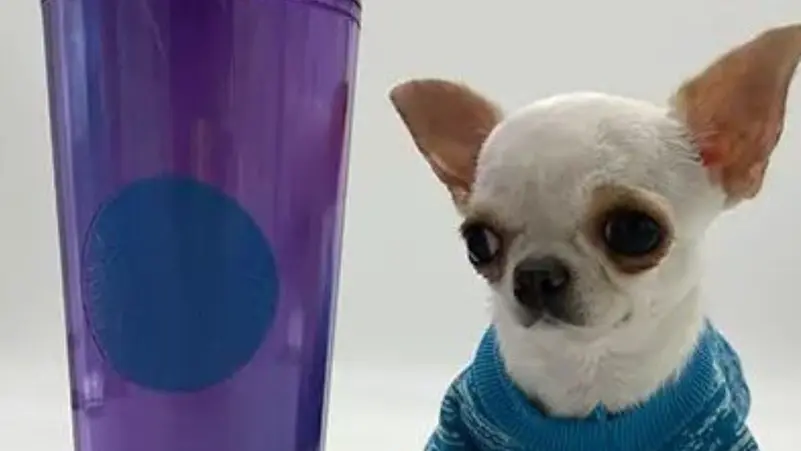 اصغر كلب في العالم