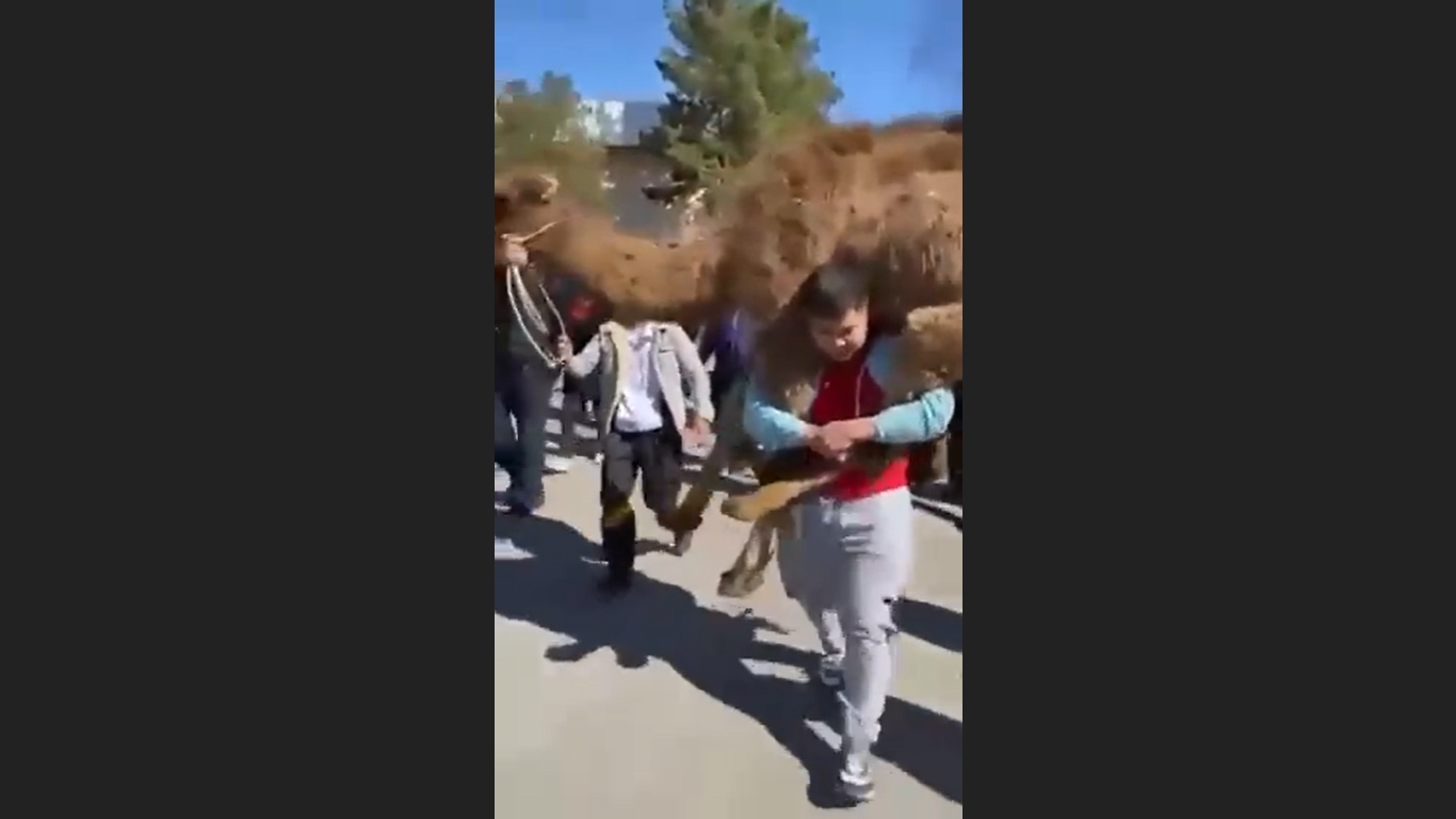  فيديو/ شاب يحمل جملًا فوق ظهره ويسير به