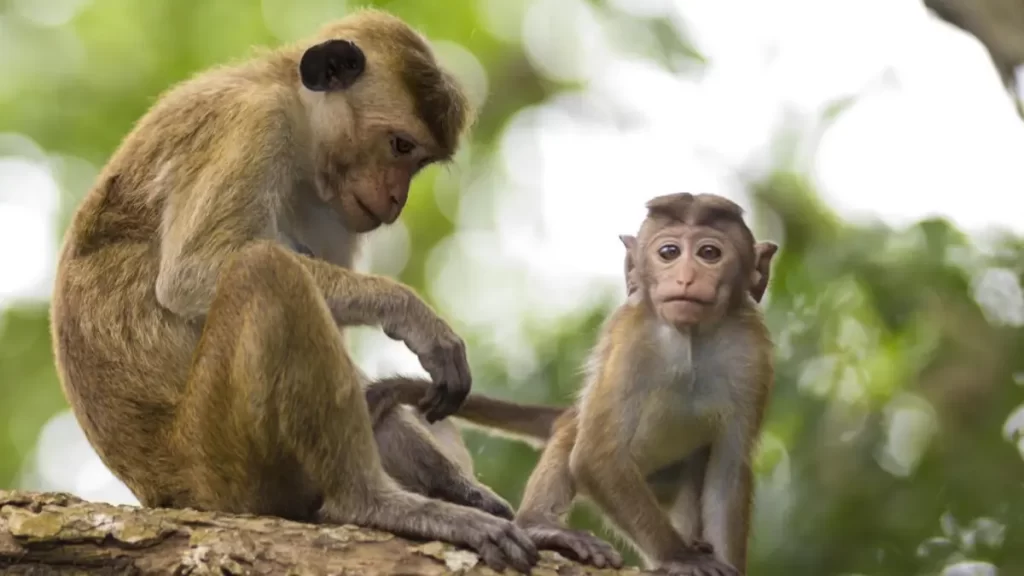 قرود سريلانكا