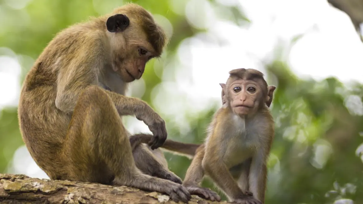 لسداد ديونها/ سريلانكا تفكر في بيع 100 ألف قرد إلى الصين