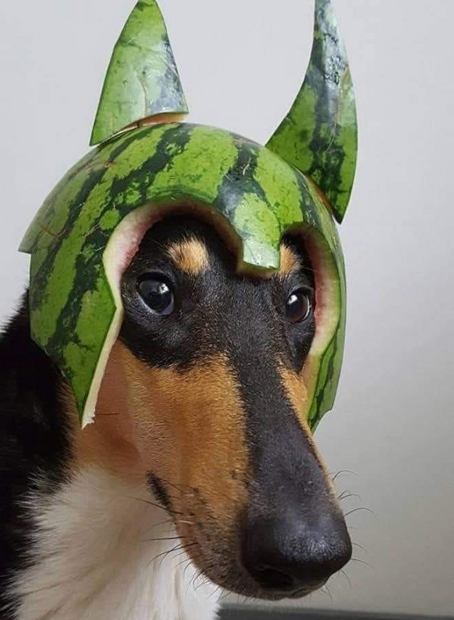 شاهد/ احدث صيحات الموضة للكلاب هذه الصائفة