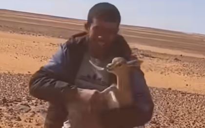 يصطاد غزالا