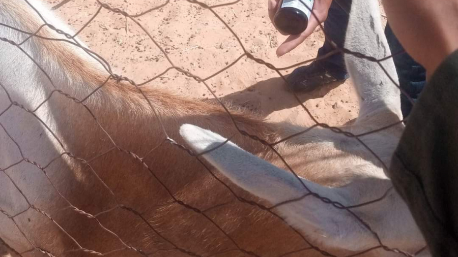 تطاوين/ مرض مستجد يصيب حيوانات “المها” بمحمية دكوك