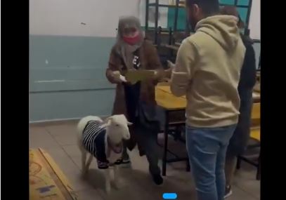 خروف انتخابات