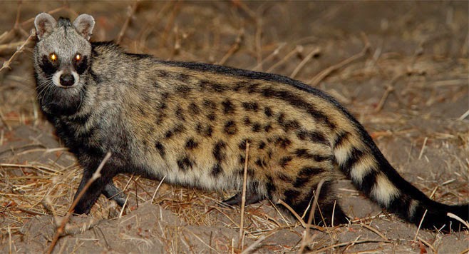 المكناسي/ “زيردة” تقتحم زريبة وتفتك بالأغنام