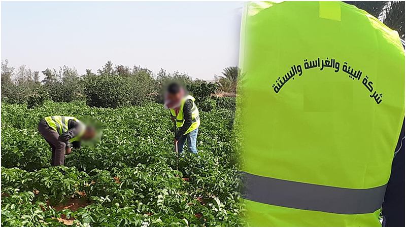 شركات الغراسة والبستنة