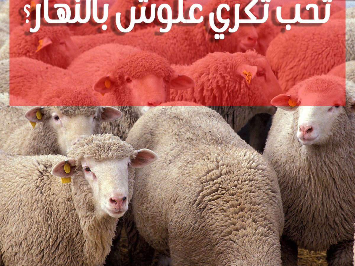 ما قصة شركة كراء “علوش العيد” ؟