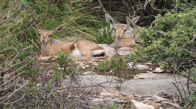 غزال الأطلس